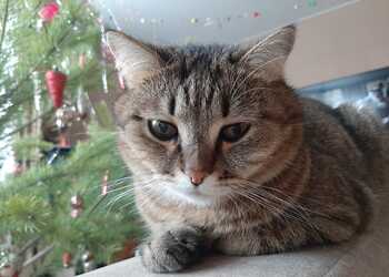 Львам пригодится слово «нет», Водолеям не стоит начинать ничего нового