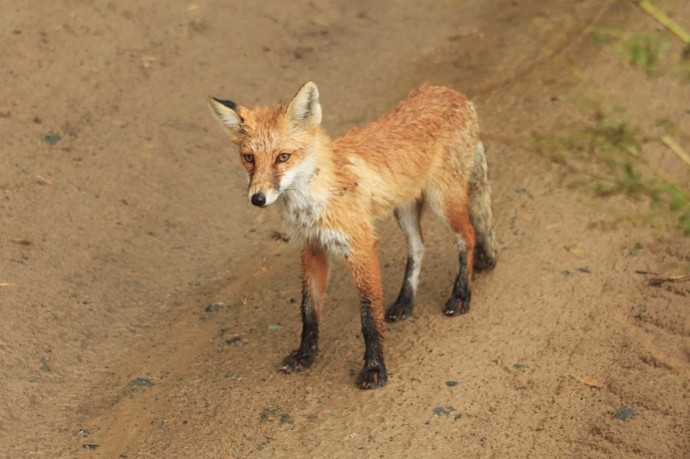 В одном из сел Пензенского района введен карантин по бешенству В одном из сел Пензенского района введен карантин по бешенству