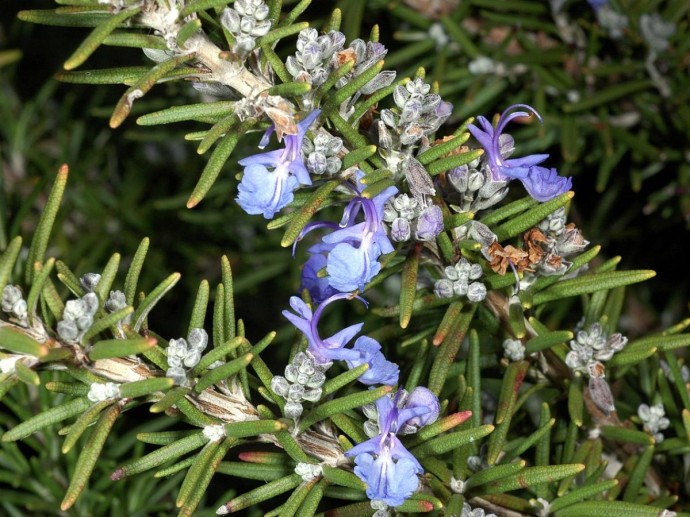 Утепление контейнера защитило розмарин от промерзания