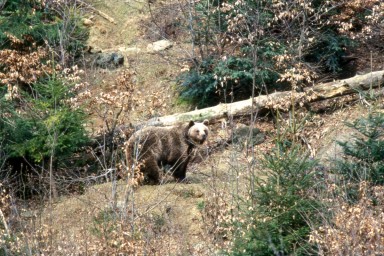 Трех медведей привлекла оставленная уха в палаточном лагере на Камчатке