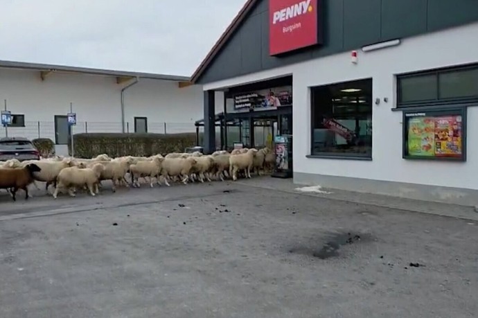 Германия — 50 овец отправились в Penny Германия — 50 овец отправились в Penny