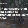 Первый дальневосточный леопард дошел до максимально северной точки Приморья