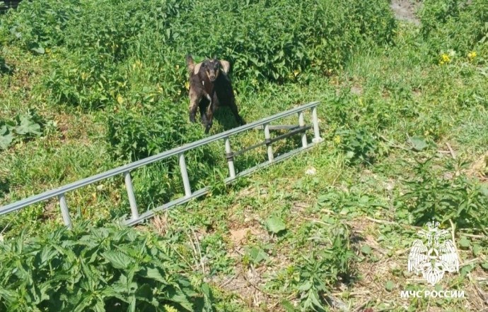 В Белёве спасатели МЧС пришли на помощь козлёнку, угодившему в старый колодец