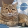 Стрельцы впадут в страшный грех, Рыбам простят все что угодно