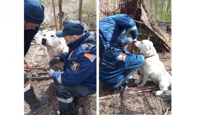 В Ярославле спасли сбежавшего из дома алабая