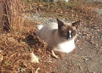 Амбиции не дадут Львам сидеть спокойно, Близнецам остался всего один шаг до цели