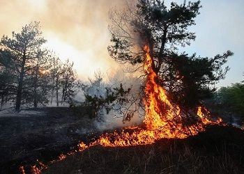 Амурчанам выписали штрафов на 590 тысяч за нарушения правил пожарной безопасности в лесах