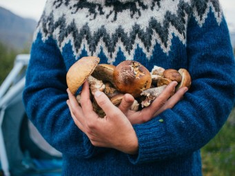 Лес зовёт даже в ноябре: где под Петербургом прячутся последние грибы сезона