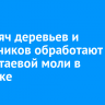 35 тысяч деревьев и кустарников обработают от горностаевой моли в Иркутске