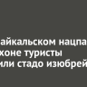 В Прибайкальском нацпарке на Ольхоне туристы встретили стадо изюбрей
