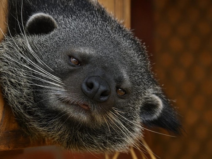 В тропических лесах Азии сокращается численность бинтуронгов