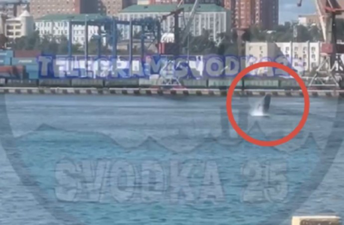 Морское представление в бухте: кит устроил шоу для жителей Владивостока