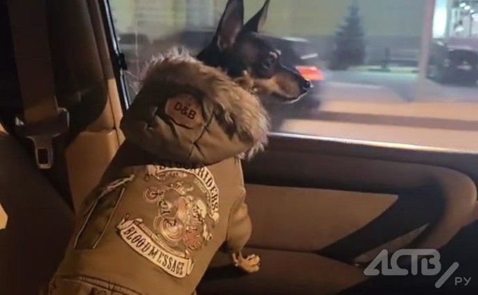 Стильная собачка-"потеряшка" едва не устроила ДТП в Южно-Сахалинске