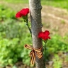 Патриотическая акция, посвящённая Дню Победы, прошла в усадьбе Федяшево