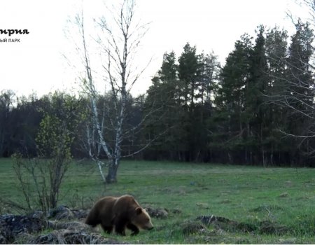 Медведь и косуля попали в фотоловушку нацпарка «Башкирия»