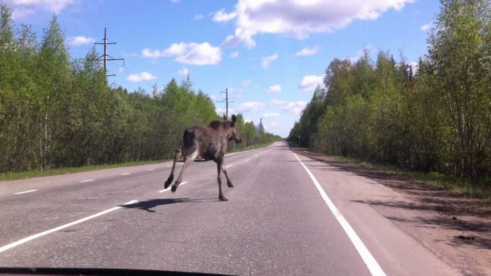 Новгородцам следует быть бдительнее из-за возможного выхода животных на дороги