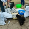 Пушистый котик на Сахалине пришёл на акцию "Рыбный дар"
