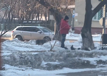 Благовещенцев просят не подкармливать голубей