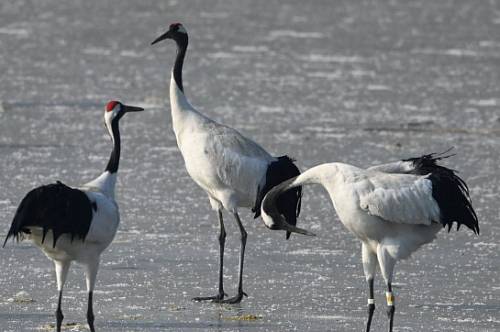 Амурские ученые создают веб-сервис для мониторинга популяции журавлей Амурские ученые создают веб-сервис для мониторинга популяции журавлей