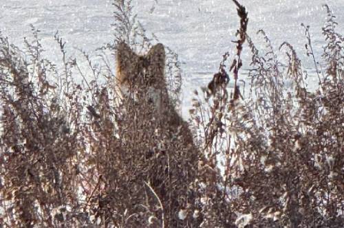 Амурчане стали чаще встречать лис в полях