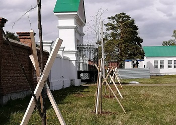 Липовую аллею высадили в Свято-Троицкой обители в Приамурье