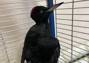 В Приамурье выхаживают черного дятла, получившего травму