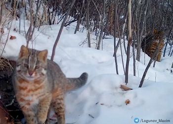 Ухаживания лесного кота попали на видео в Приамурье