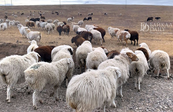 В Бурятии активизировались перекупщики скота