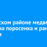В Братском районе медведь напал на поросенка и ранил пастуха