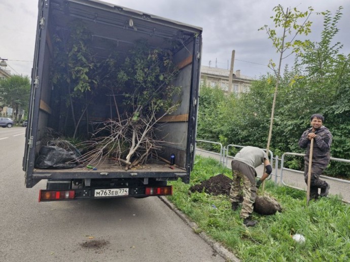 В Магнитогорске начали высадку молодых деревьев