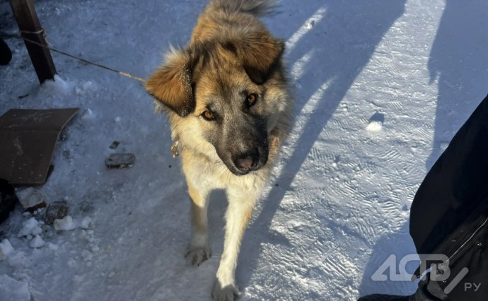 Неизвестные привязали собаку к мусорной площадке в Тымовском Неизвестные привязали собаку к мусорной площадке в Тымовском