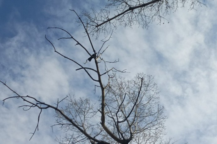 Северян предупредили о сильном ветре 9 ноября