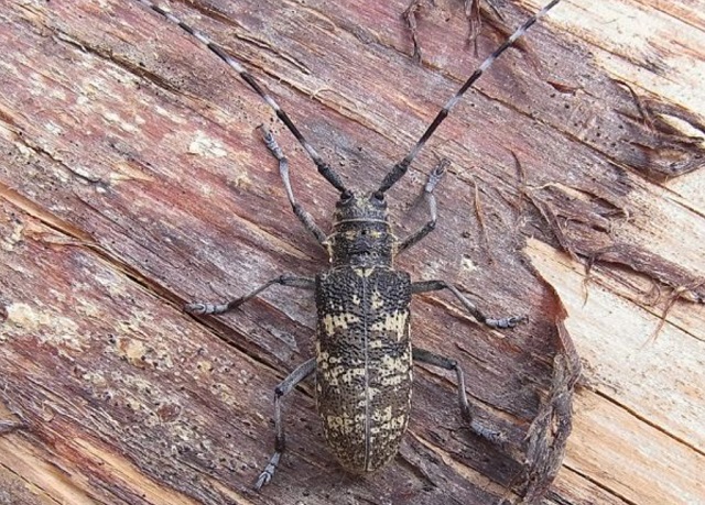 В Мордовии разработана программа ликвидации популяции черного елового усача - вредителя хвойных лесов В Мордовии разработана программа ликвидации популяции черного елового усача - вредителя хвойных лесов