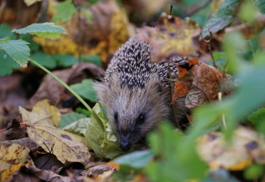 Биолог Глазков: Ежи активизировались в Москве из-за теплой зимы