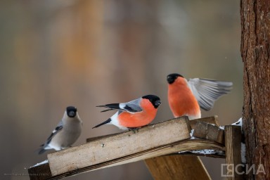 Спиридон и Никодим 13 ноября: что можно и нельзя делать, приметы