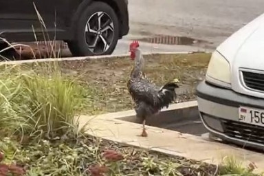 Сбежавший громкий петух Гастон-Петя перебудил москвичей