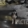 "А если бы ребёнок оказался на моём месте?": в Охе агрессивный пёс искусал мужчину