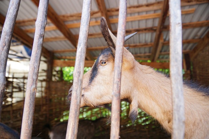 Не только грипп: пензенцам рассказали, чем может быть опасна Ку-лихорадка