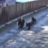 Медведица с двумя медвежатами бегали по СНТ в Корсаковском районе