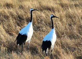 Орнитологи показали свежие кадры Снежинки и Подснежника