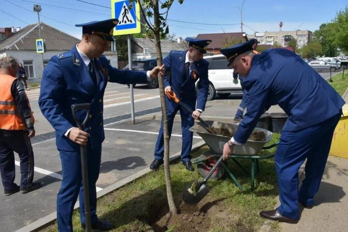 В Темрюкском районе сотрудники прокуратуры высадили кленовую аллею в честь 9 Мая