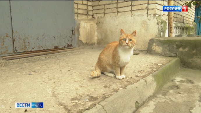 В новогодние праздники в Тульской области могут потеряться более 100 домашних животных