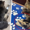 Родилась кошка с шестью лапами