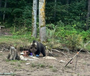 Власти Башкирии напомнили об опасности встреч с дикими животными