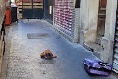 Monde: Париж ищет российский след в инциденте со свиными головами у мечетей