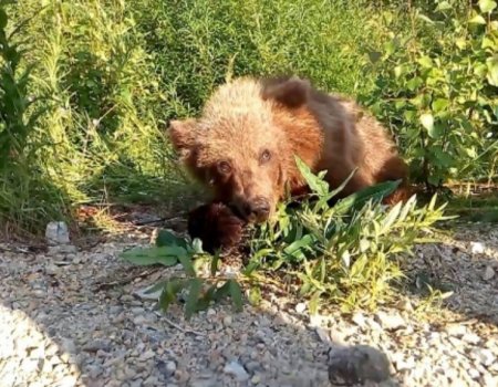 В Башкирии медведи не давали туристам спуститься с горы