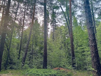 В Бурятии потушили все лесные пожары