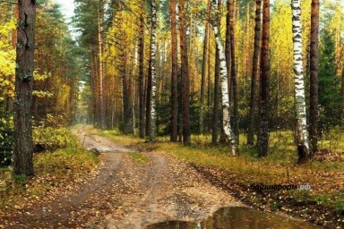 Четыре жительницы Башкирии заблудились в лесу