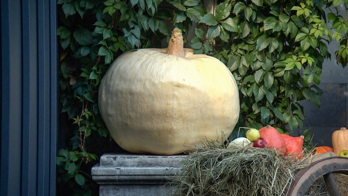 Гигантская тыква и свежий урожай: петербуржцы делятся дарами осени с обитателями зоопарка Гигантская тыква и свежий урожай: петербуржцы делятся дарами осени с обитателями зоопарка