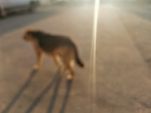 Глава Следкома заинтересовался ситуацией с агрессивной собакой в Чите